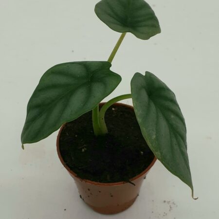 Alocasia Silver Dragon