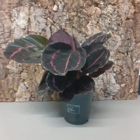 Calathea roseopicta 'Dottie' 35-40cm