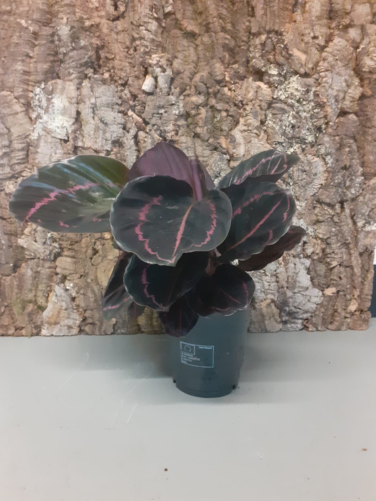Calathea roseopicta 'Dottie' 35-40cm