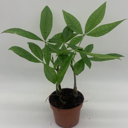 Pachira Aquatica - Money Tree - 45cm