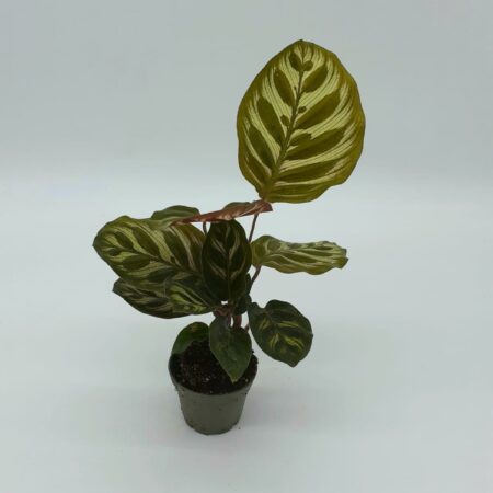 Calathea Sp1 Small