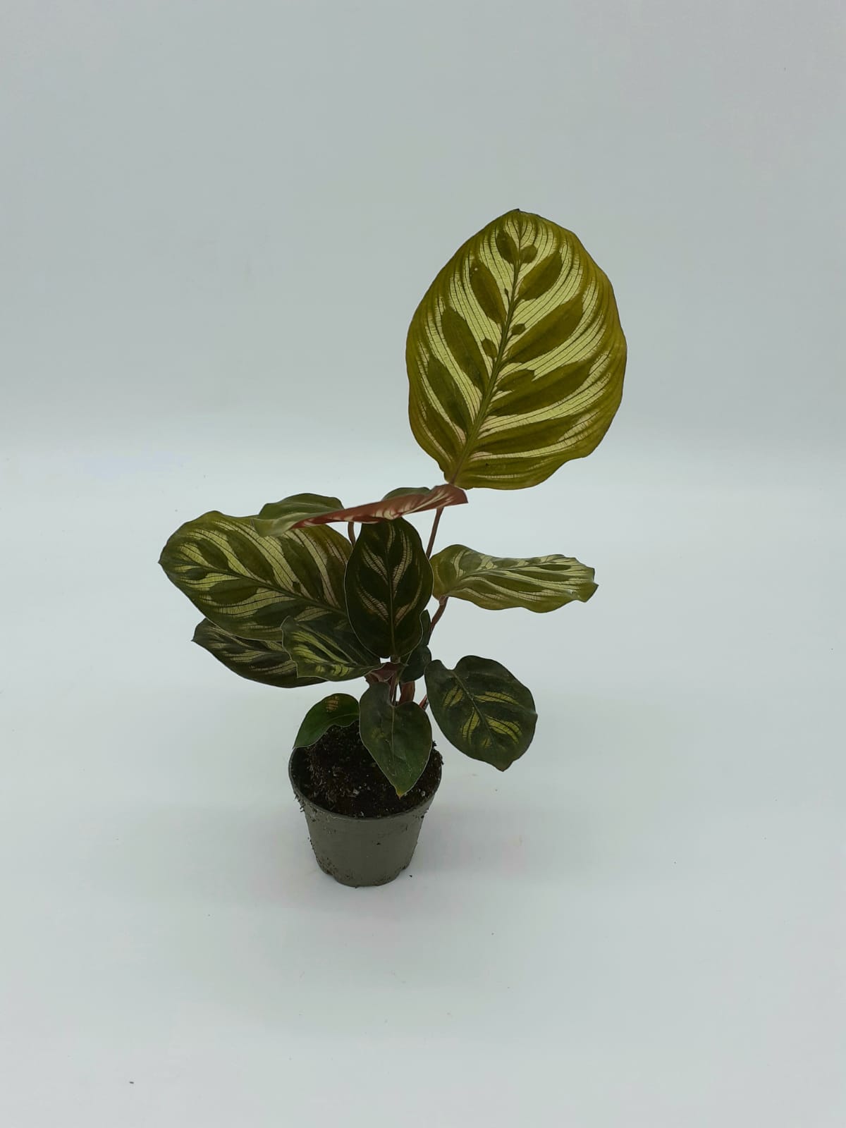 Calathea Sp1 Small