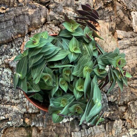 Tradescantia Tiana - Inch Plant - Medium