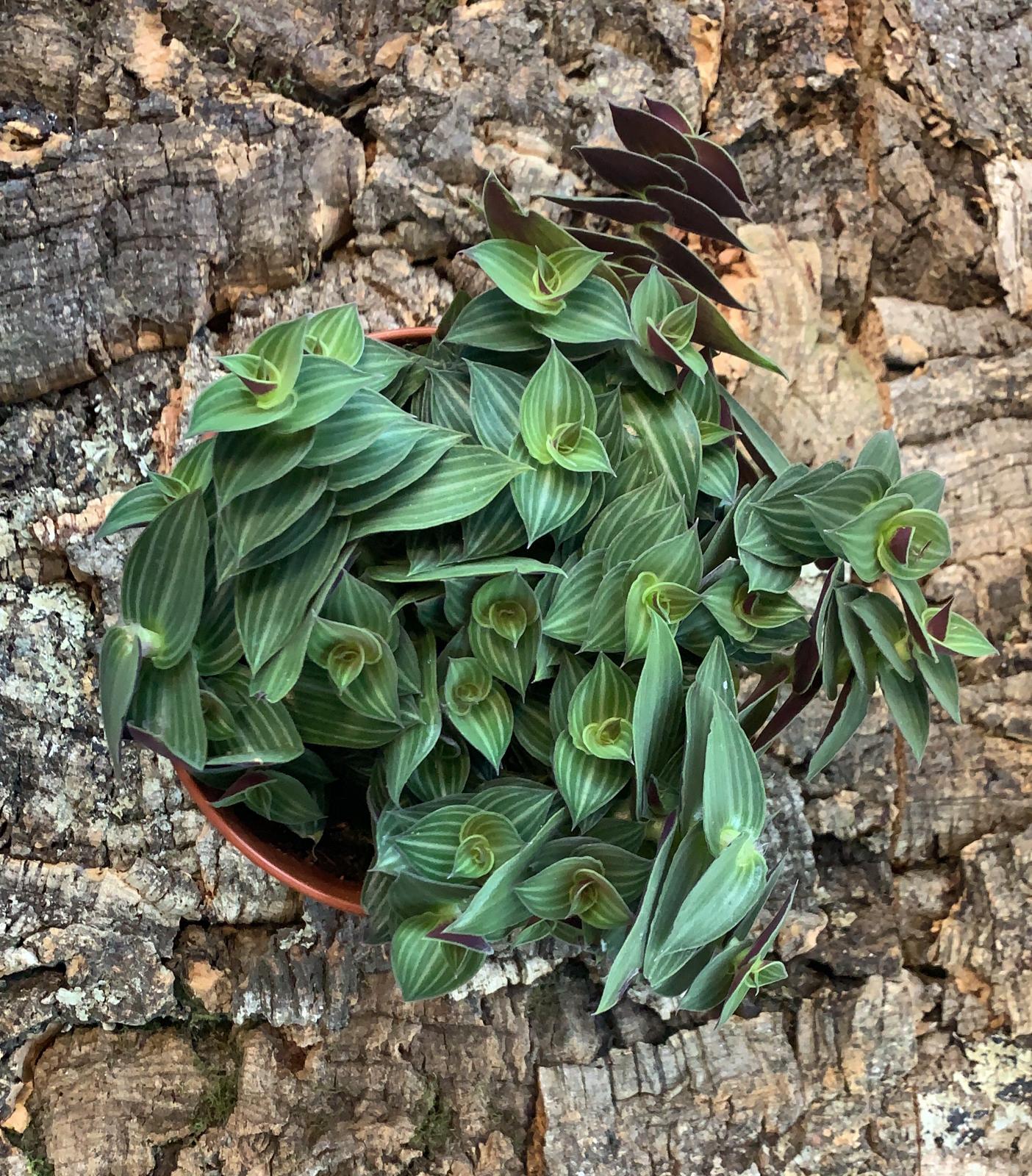 Tradescantia Tiana - Inch Plant - Medium