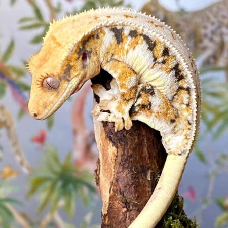 Crested Gecko Full Setup