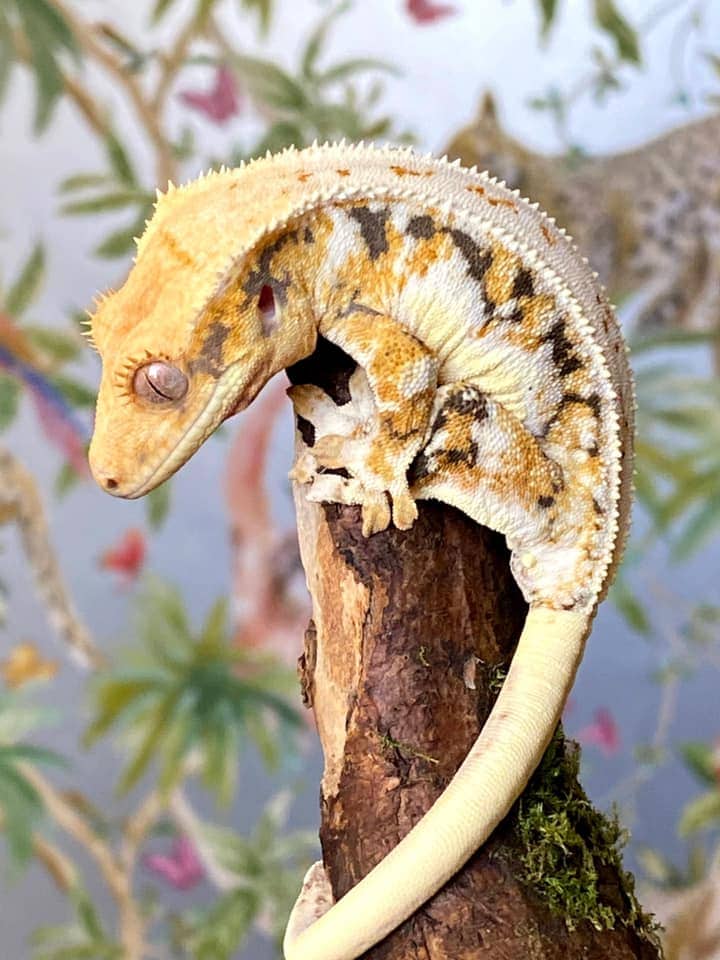 Crested Gecko Full Setup