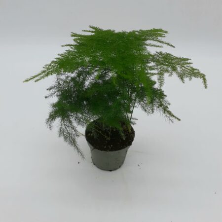 Asparagus plumosus - Small