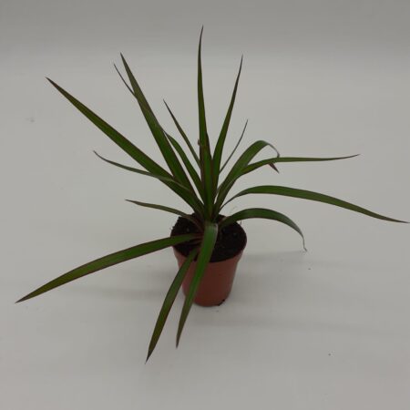 Dracaena Marginata 20cm
