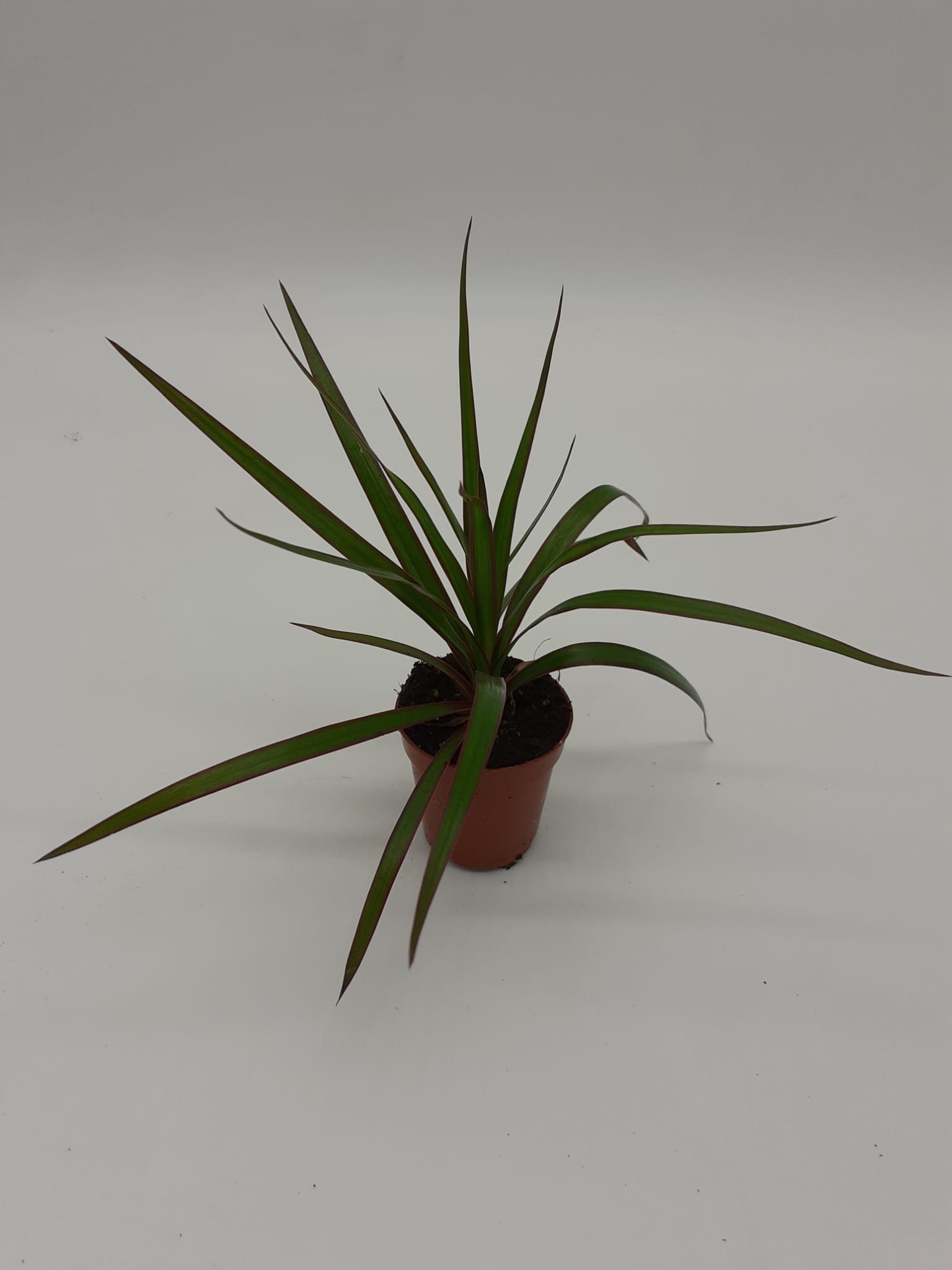 Dracaena Marginata 20cm