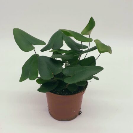 Hemionitis arifolia - Heart Fern