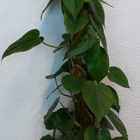Philodenderon Scandens - Heart Leaf Philodendron - 100cm