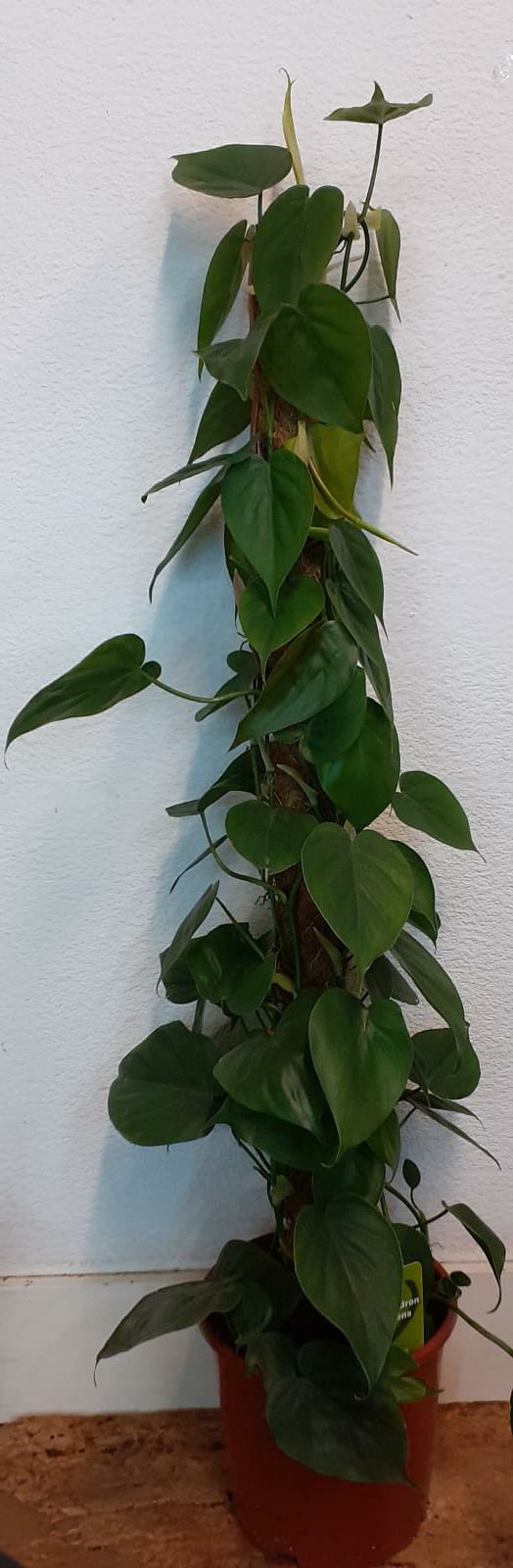Philodenderon Scandens - Heart Leaf Philodendron - 100cm