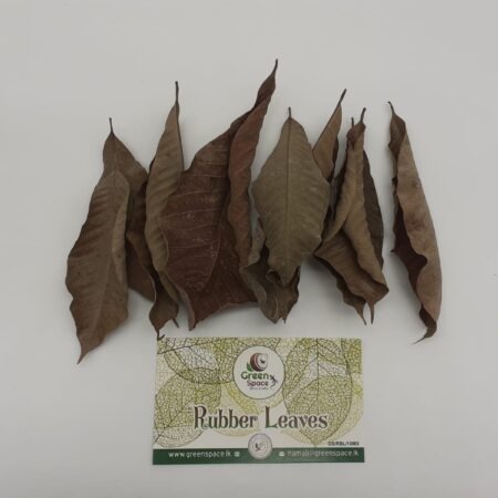 Rubber Leaves
