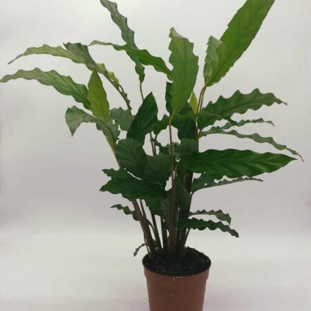 Calathea 'Blue Grass' 40cm