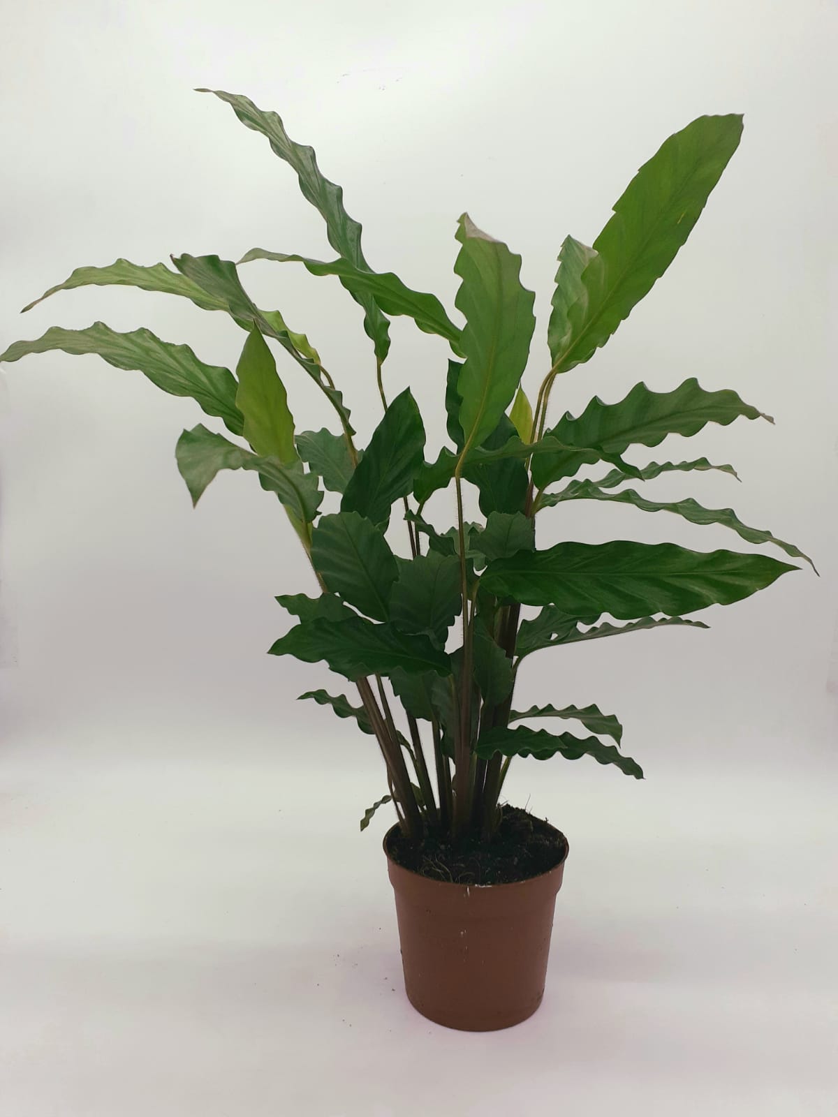 Calathea 'Blue Grass' 40cm