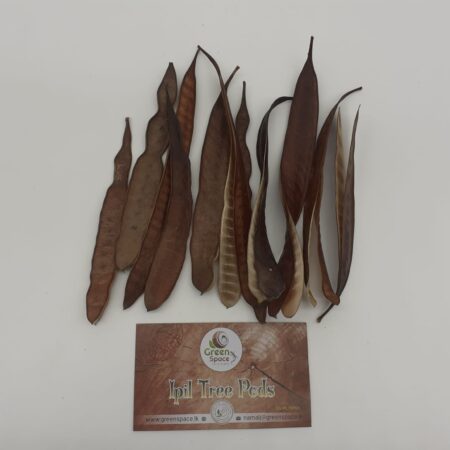 Ipil Tree Pods