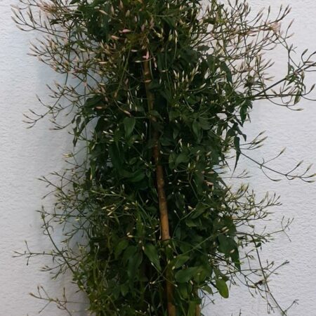 Jasminum polyanthum - Jasmine - 70cm