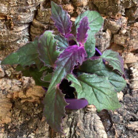 Gynura aurantiaca - Purple Passion