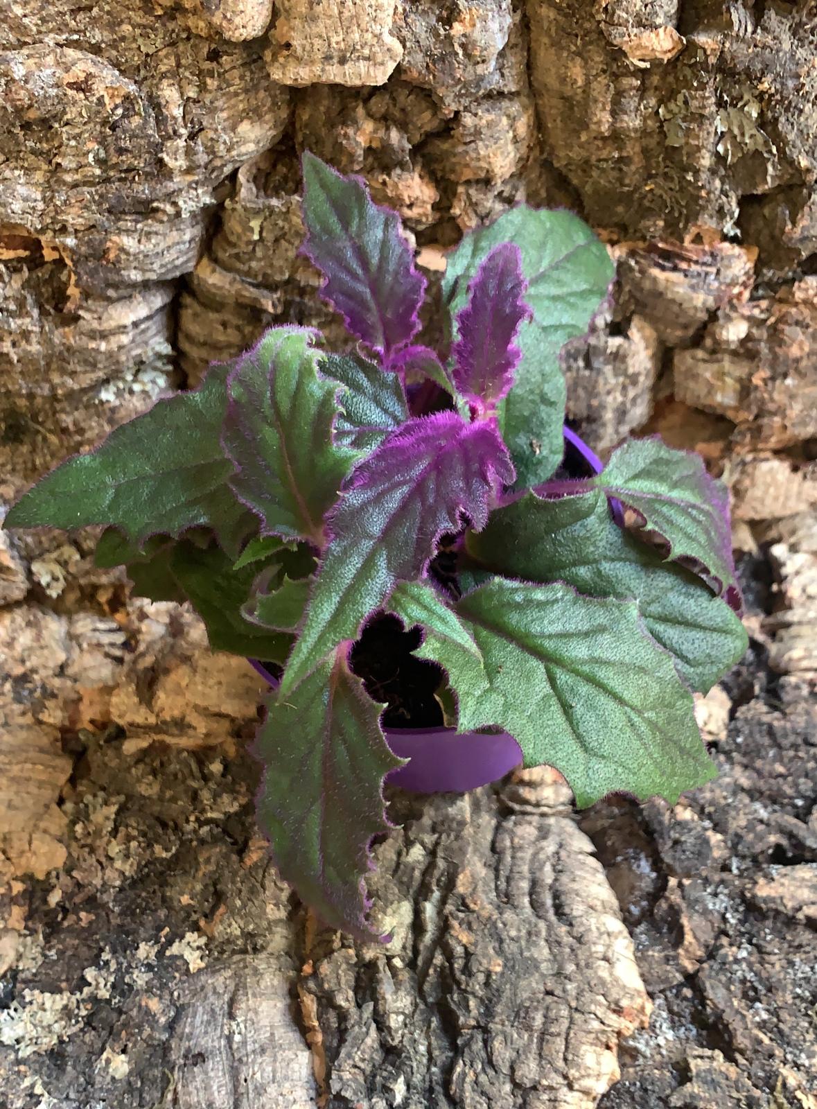 Gynura aurantiaca - Purple Passion