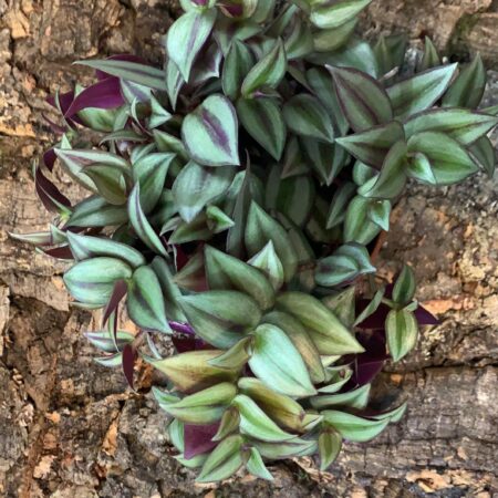 Tradescantia Zebrina - Medium