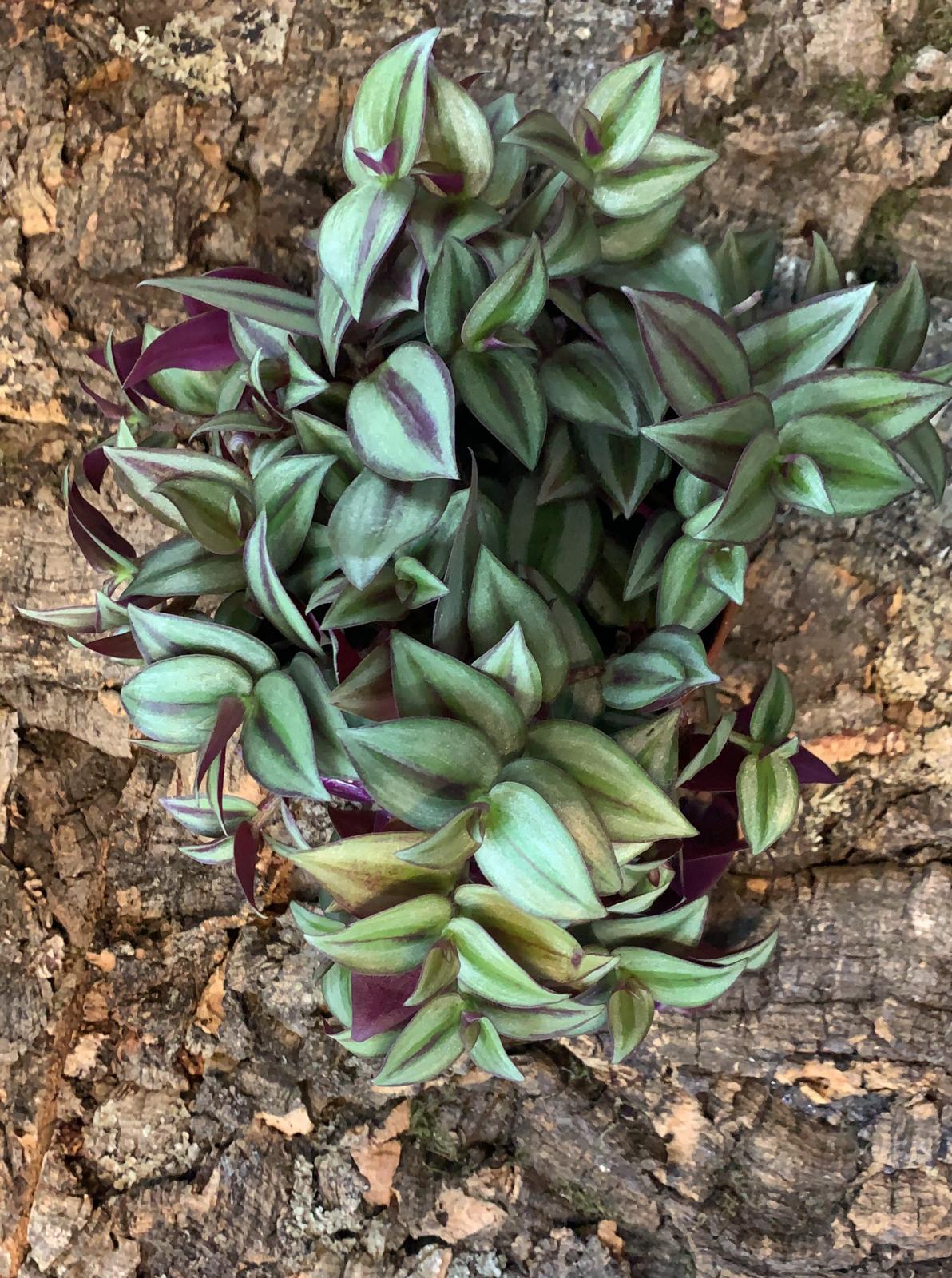 Tradescantia Zebrina - Medium