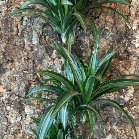 Dracaena Ulises - Dragon Tree
