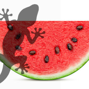 Pets2Wholesale Gecko Diet - Watermelon Wonder