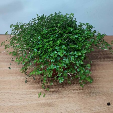 Soleirolia soleirolii