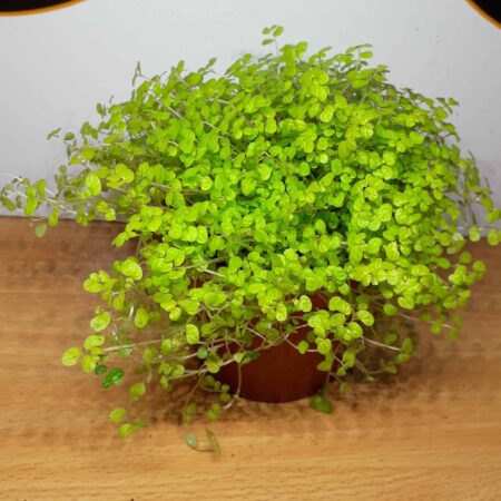 Soleirolia soleirolii aureum