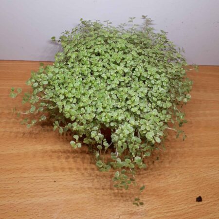 Soleirolia soleirolii variegata