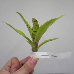 Neoregalia Outrigger