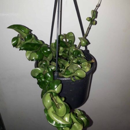 Hoya Carnosa Hindu Rope
