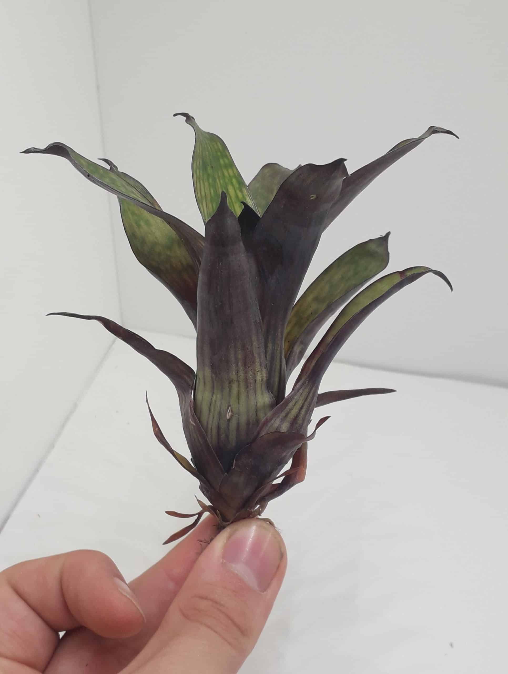 Vreisea Nova Mini - Image 2