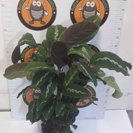 Calathea 'Maui Queen' 85cm