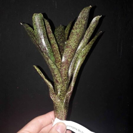 Neoregalia Mo Peppa Please