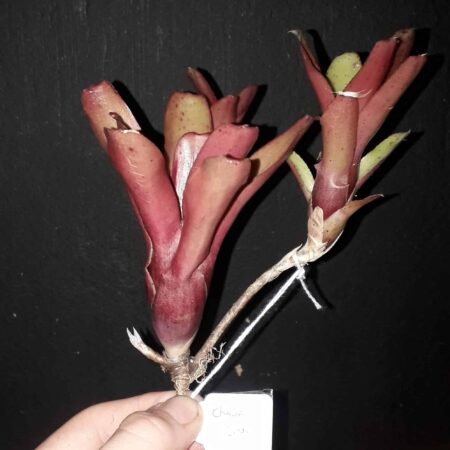 Neoregalia Chiquita Linda