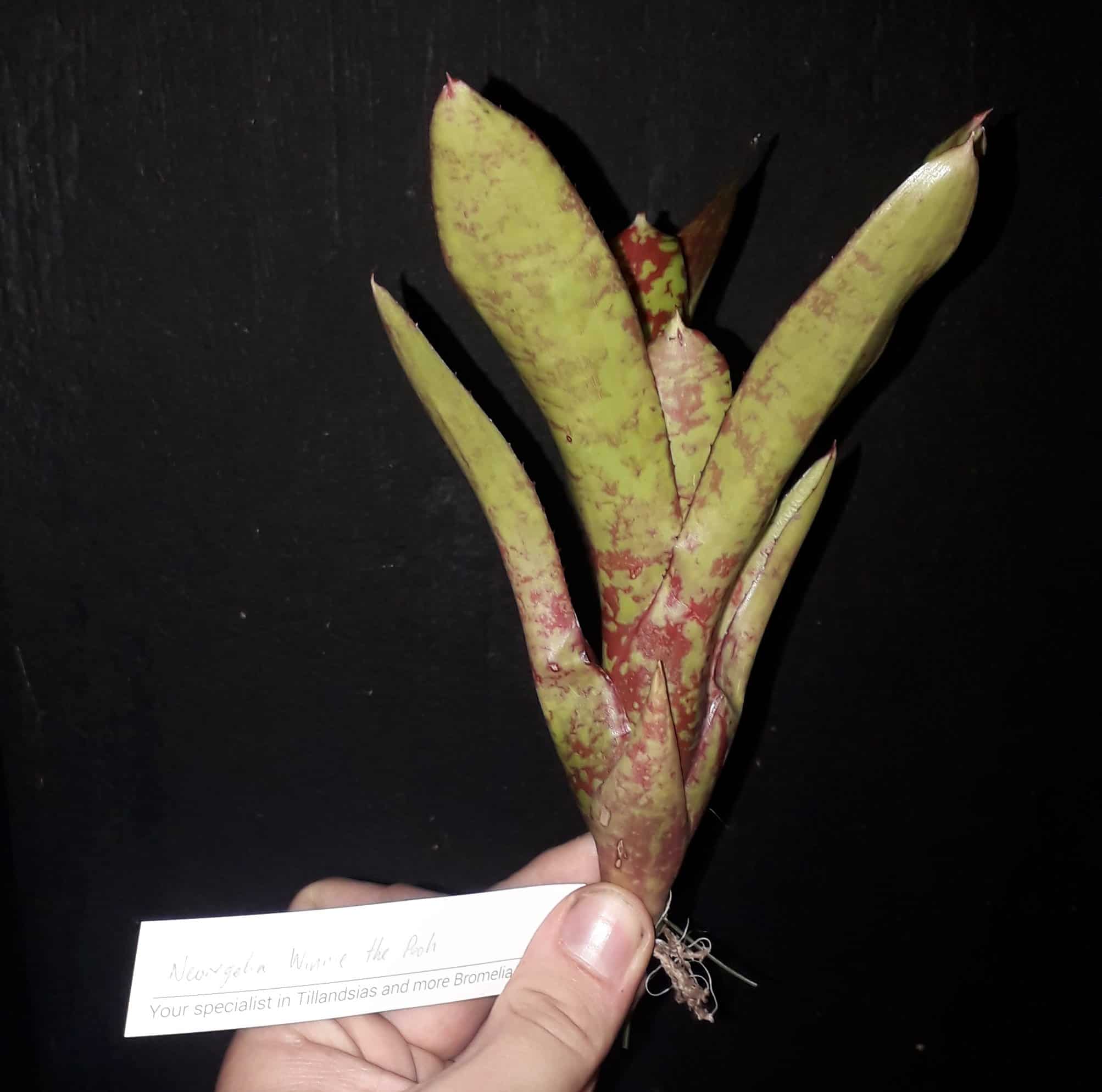 Neoregalia Winnie The Pooh - Image 2