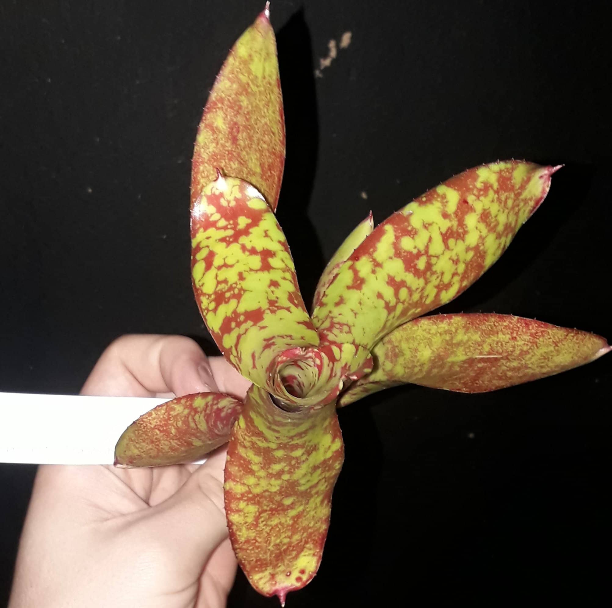 Neoregalia Winnie The Pooh