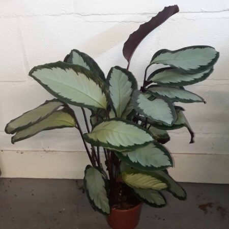 Calathea Roseopicta 85cm