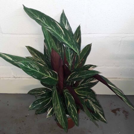 Calathea Triostar 85cm