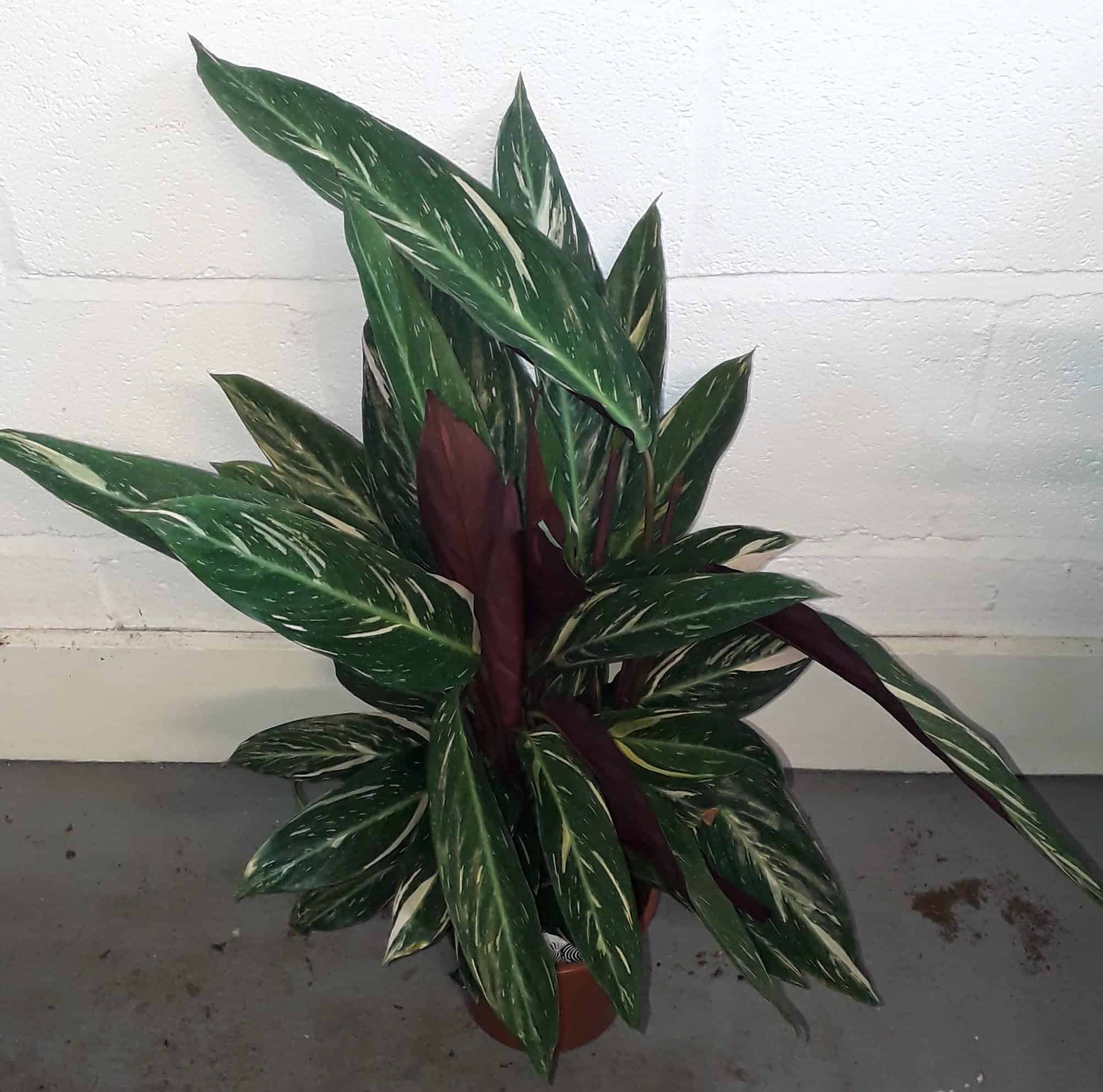 Calathea Triostar 85cm