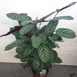 Calathea Stripes 100cm