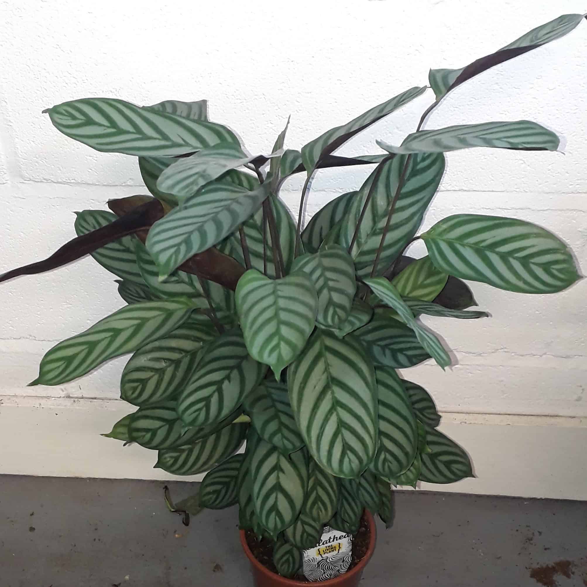 Calathea Stripes 100cm