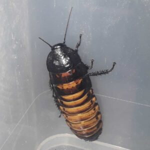 Madagascan Hissing Cockroaches - Gromphadorhina portentosa