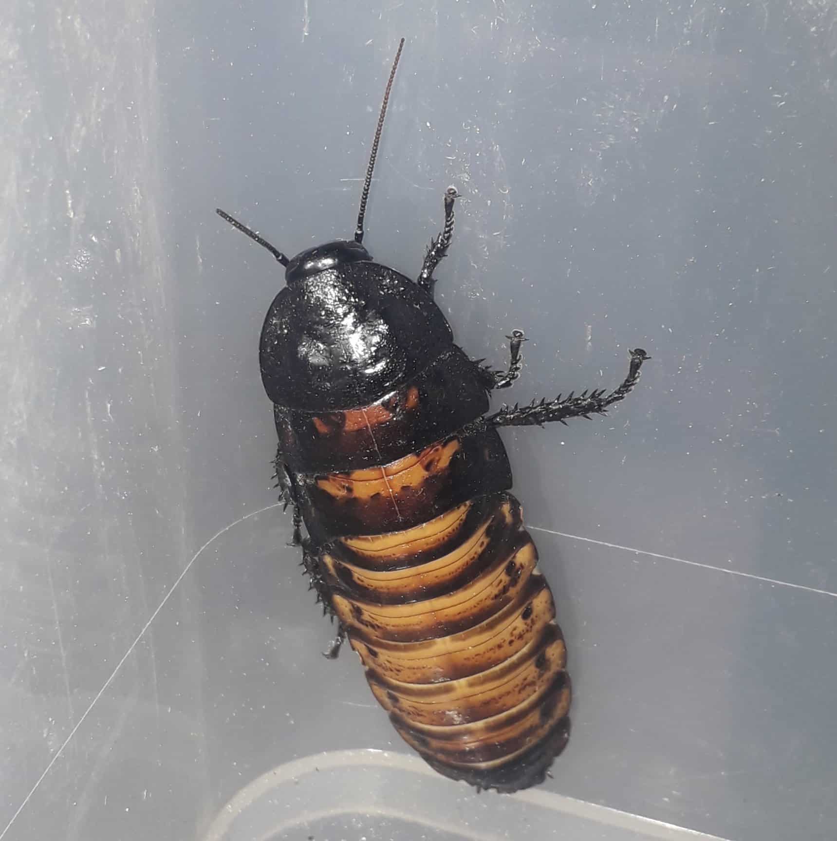 Madagascan Hissing Cockroaches - Gromphadorhina portentosa