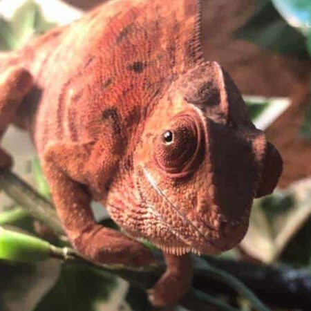 Medium Chameleon Full Equipment Setup