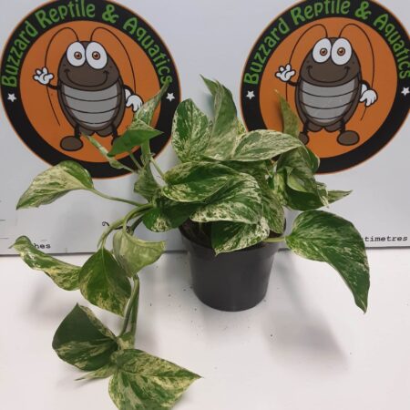 Epipremnum Marble Queen