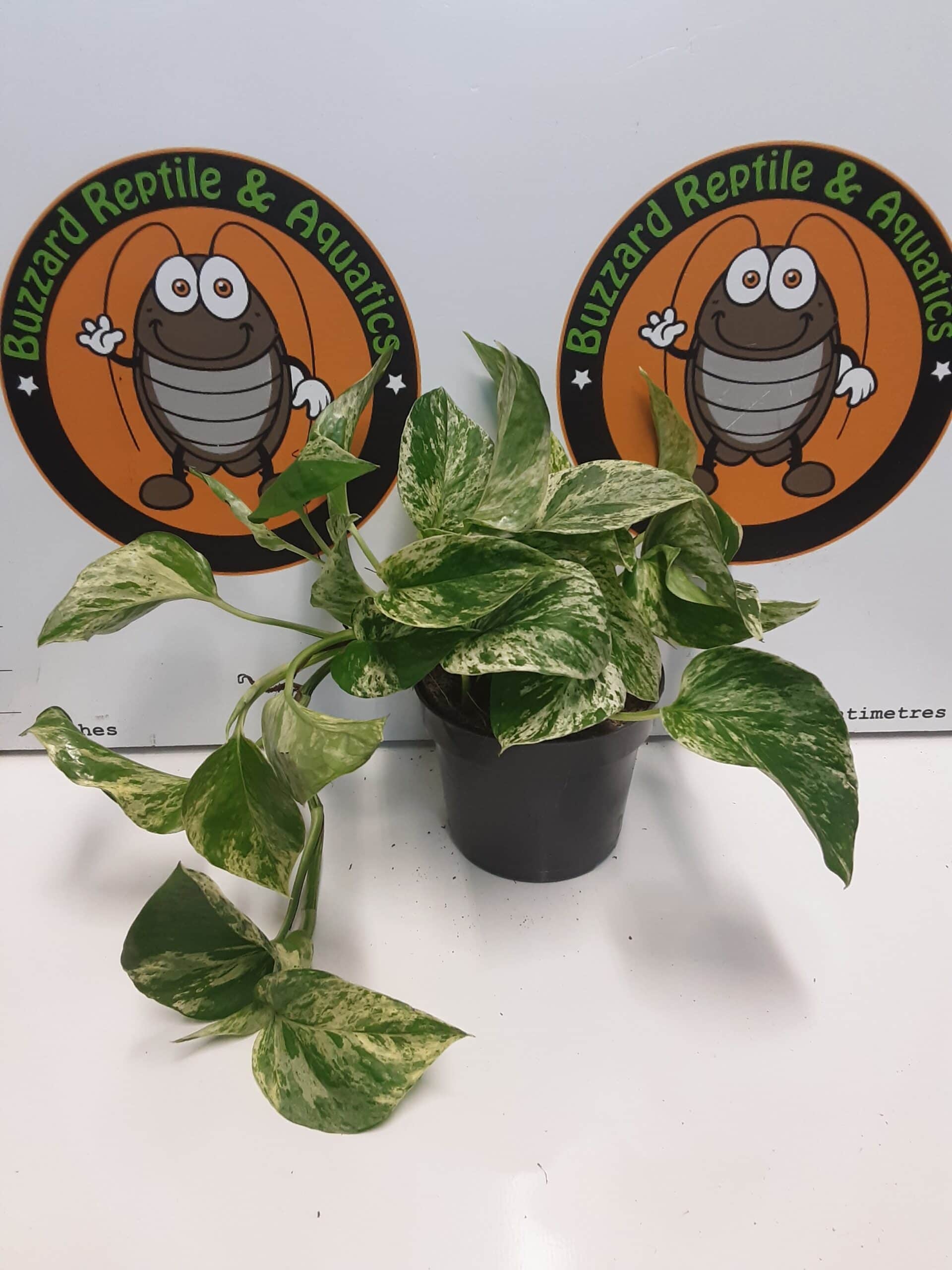 Epipremnum Marble Queen