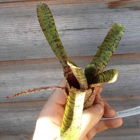 Neoregalia Tiger Cub