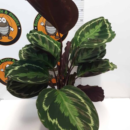 Calathea rufibarba - Prayer Plant - 75cm